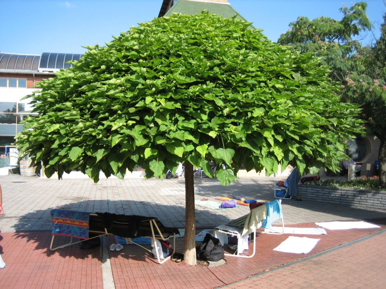 Катальпа обыкновенная (Catalpa bignonioides),