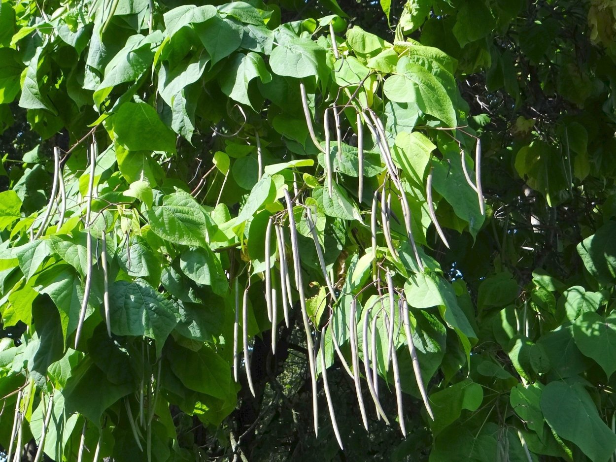 Катальпа бигнониевидная (Catalpa bignonioides)