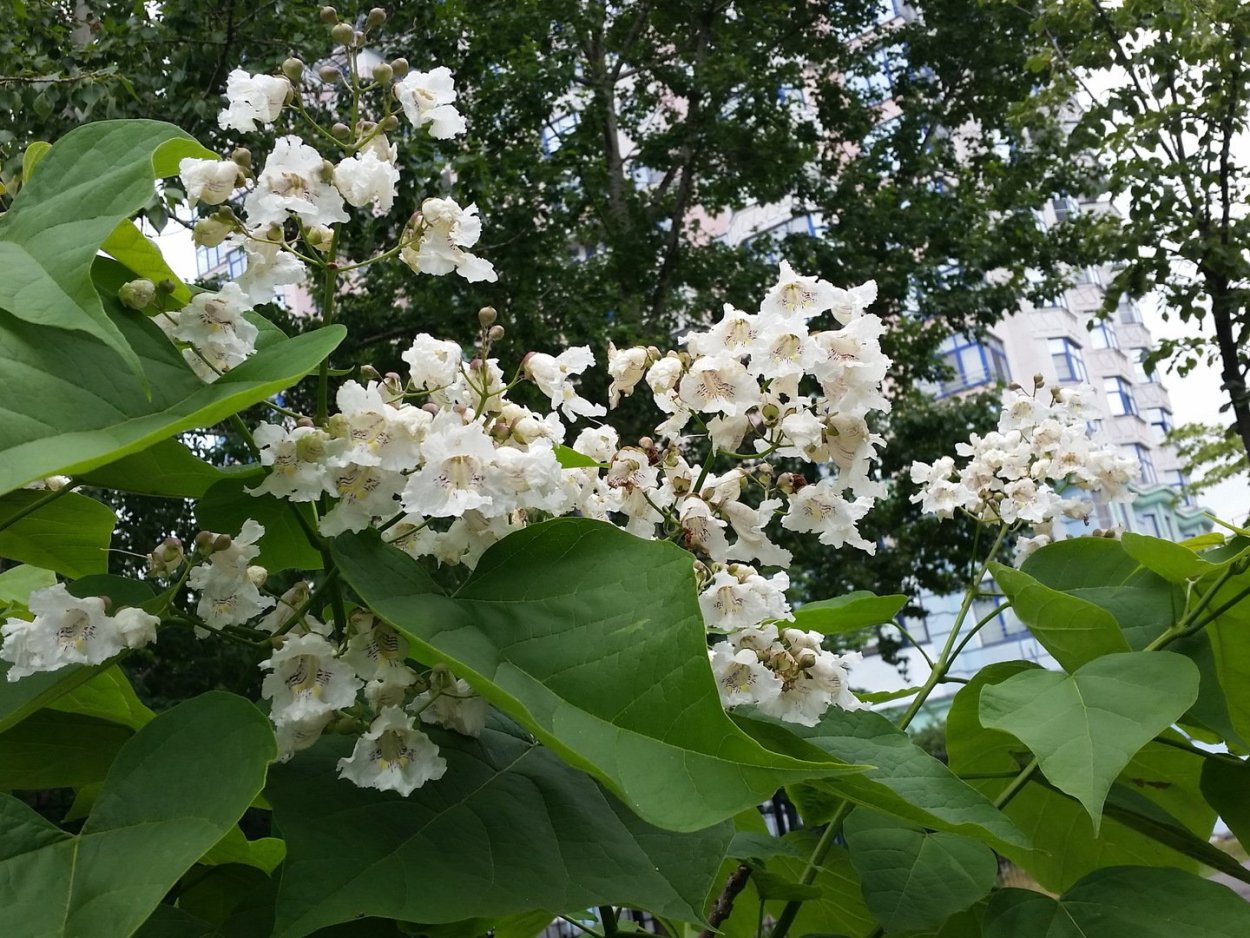 Катальпа бигнониевидная Нана