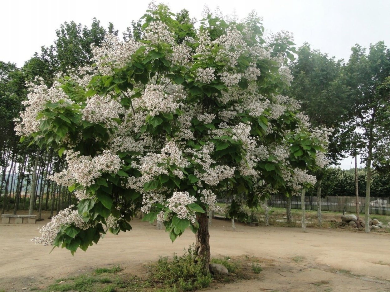 Катальпа Платан