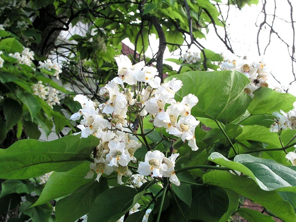 Катальпа speciosa