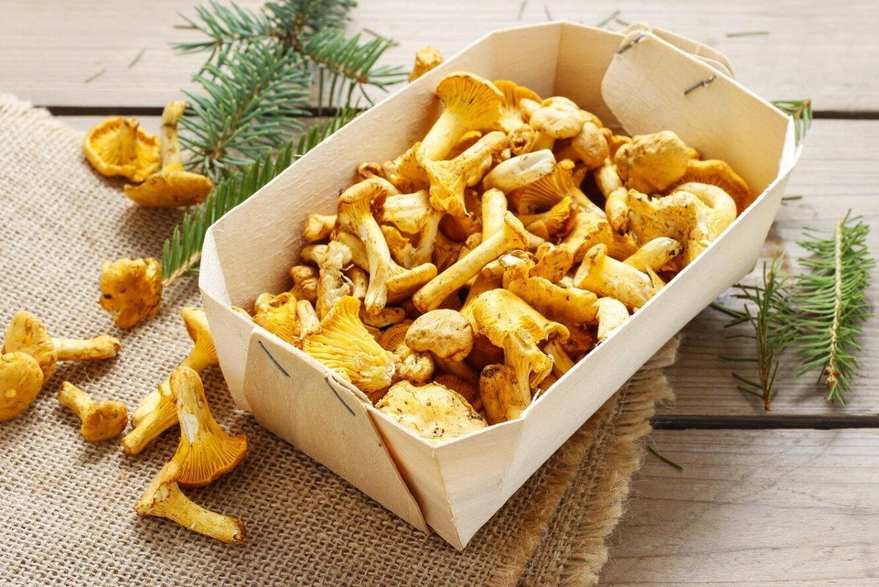 Лисички грибы жареные