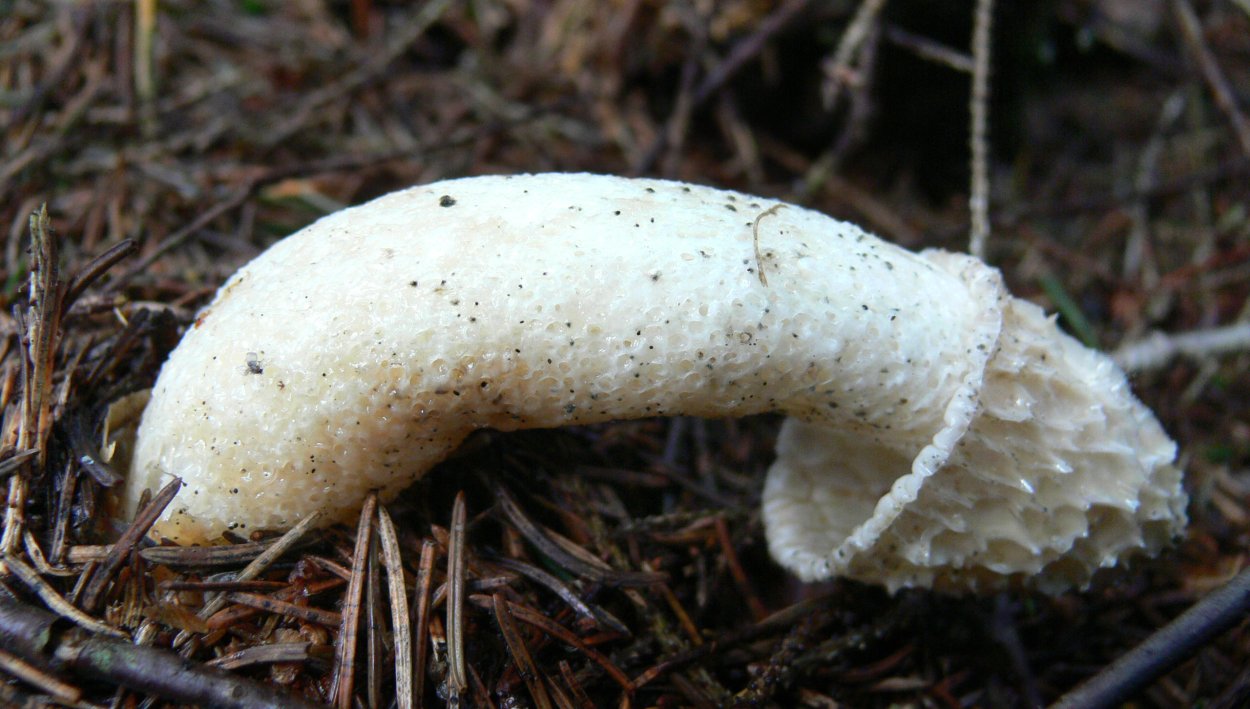 Сморчок impudicus