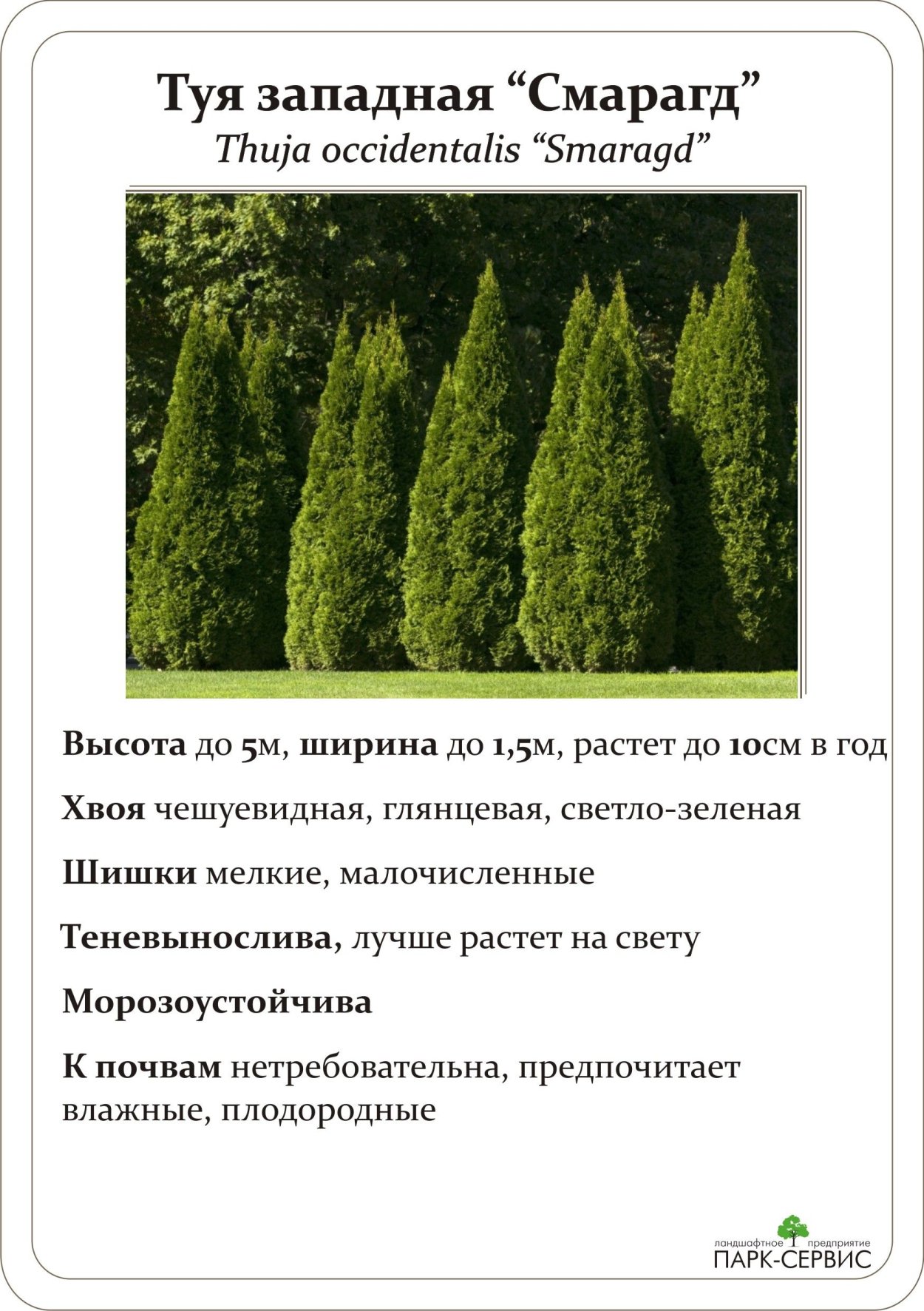 Туя Смарагд рост в год