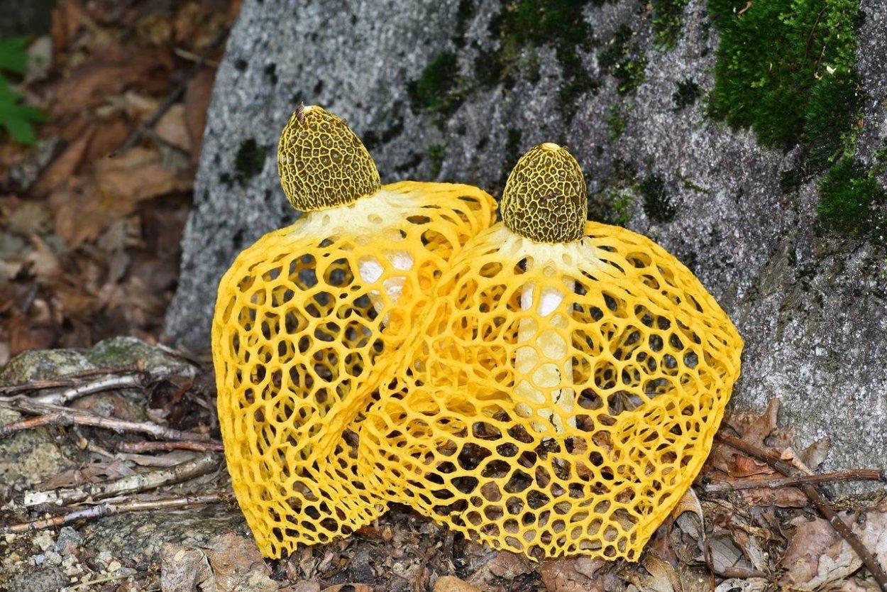 Шишкогриб хлопьеножковый Strobilomyces floccopus