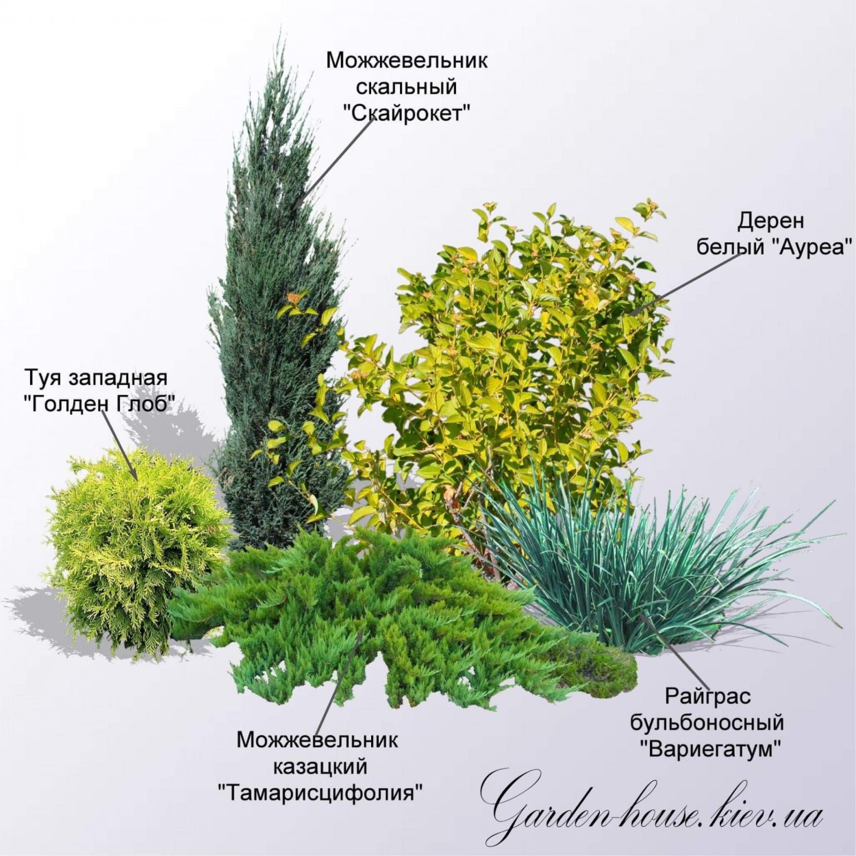 Клумбы из хвойных туя можжевельник спирея