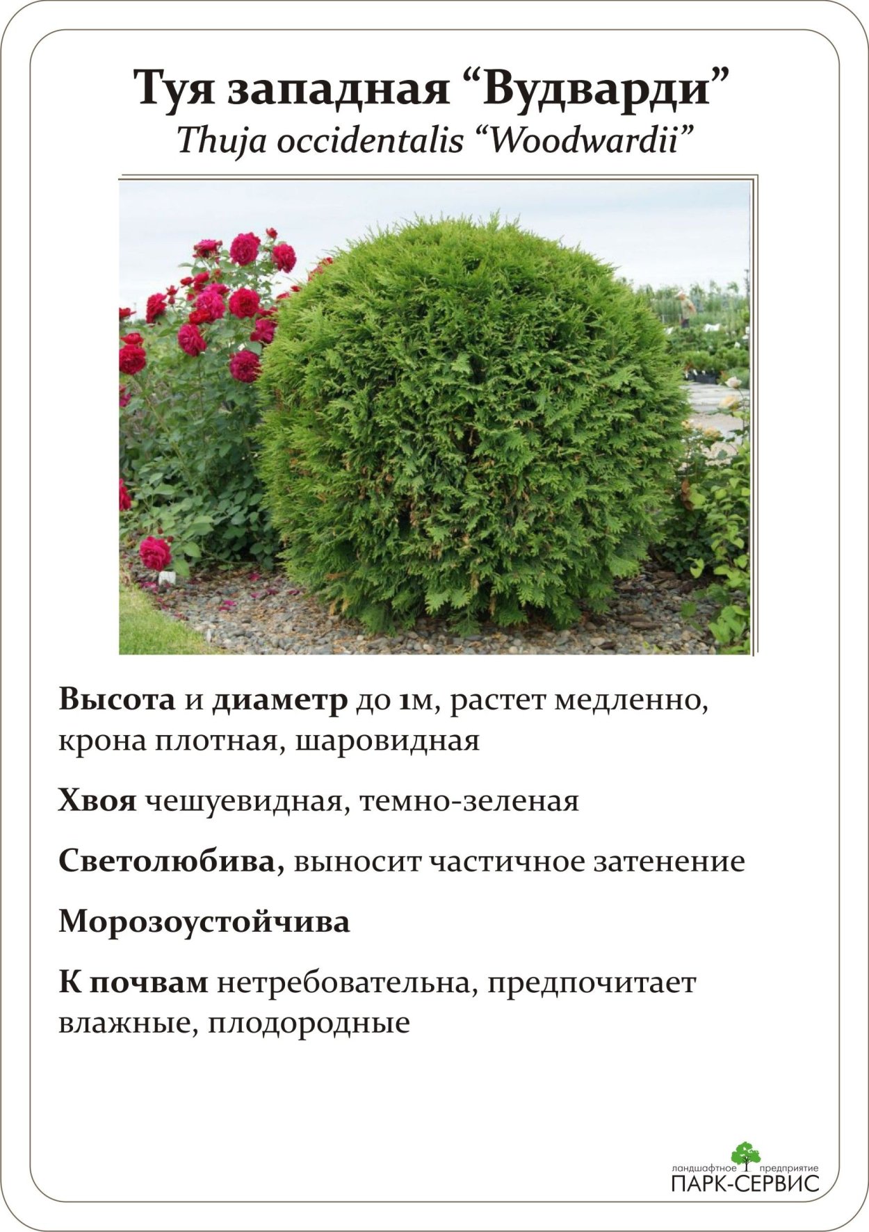 Паспорт дерева туя