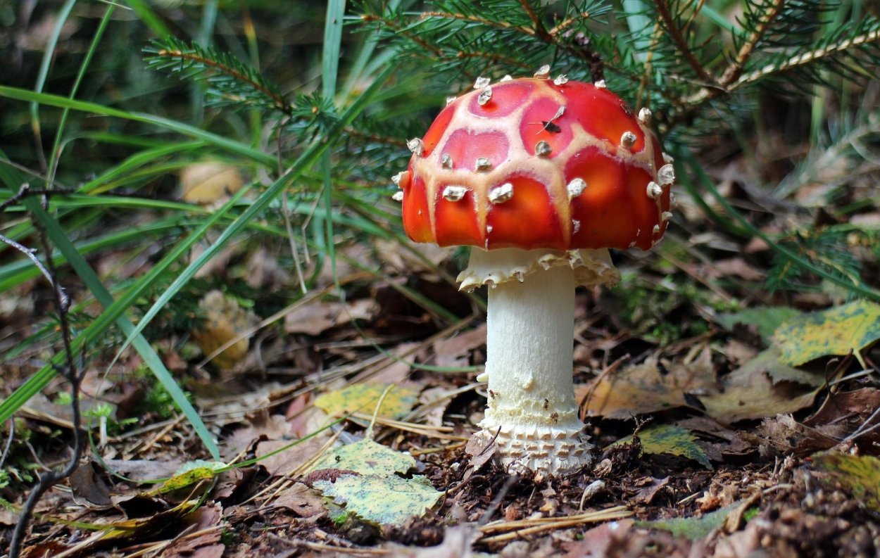 ГОЛОВАЧ мешковатый (Bovistella utriformis)
