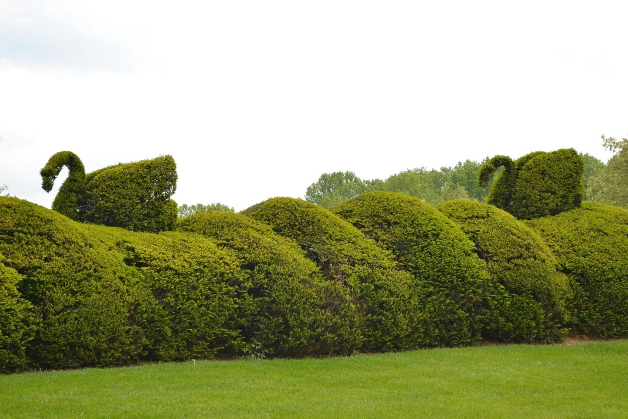 Ladew Topiary Gardens лебедь