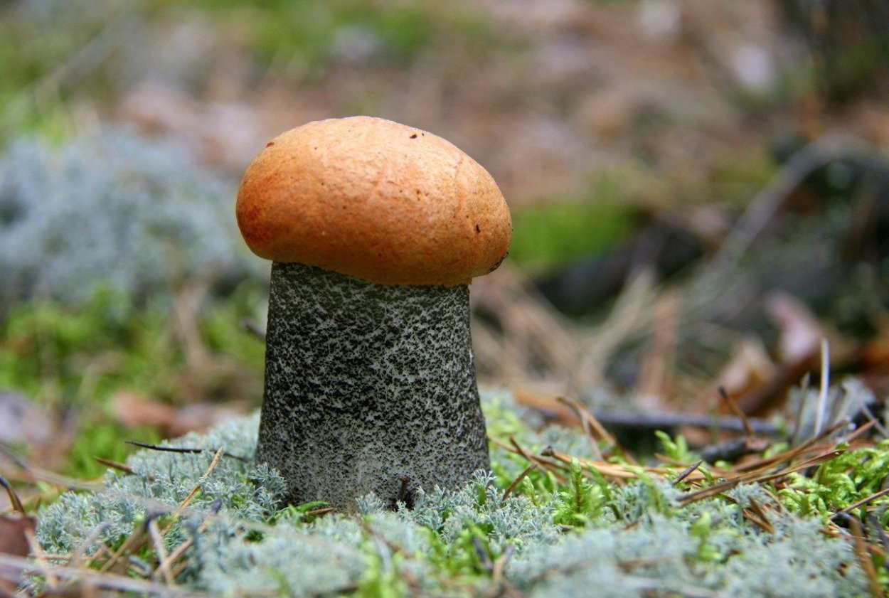 Mutinus elegans
