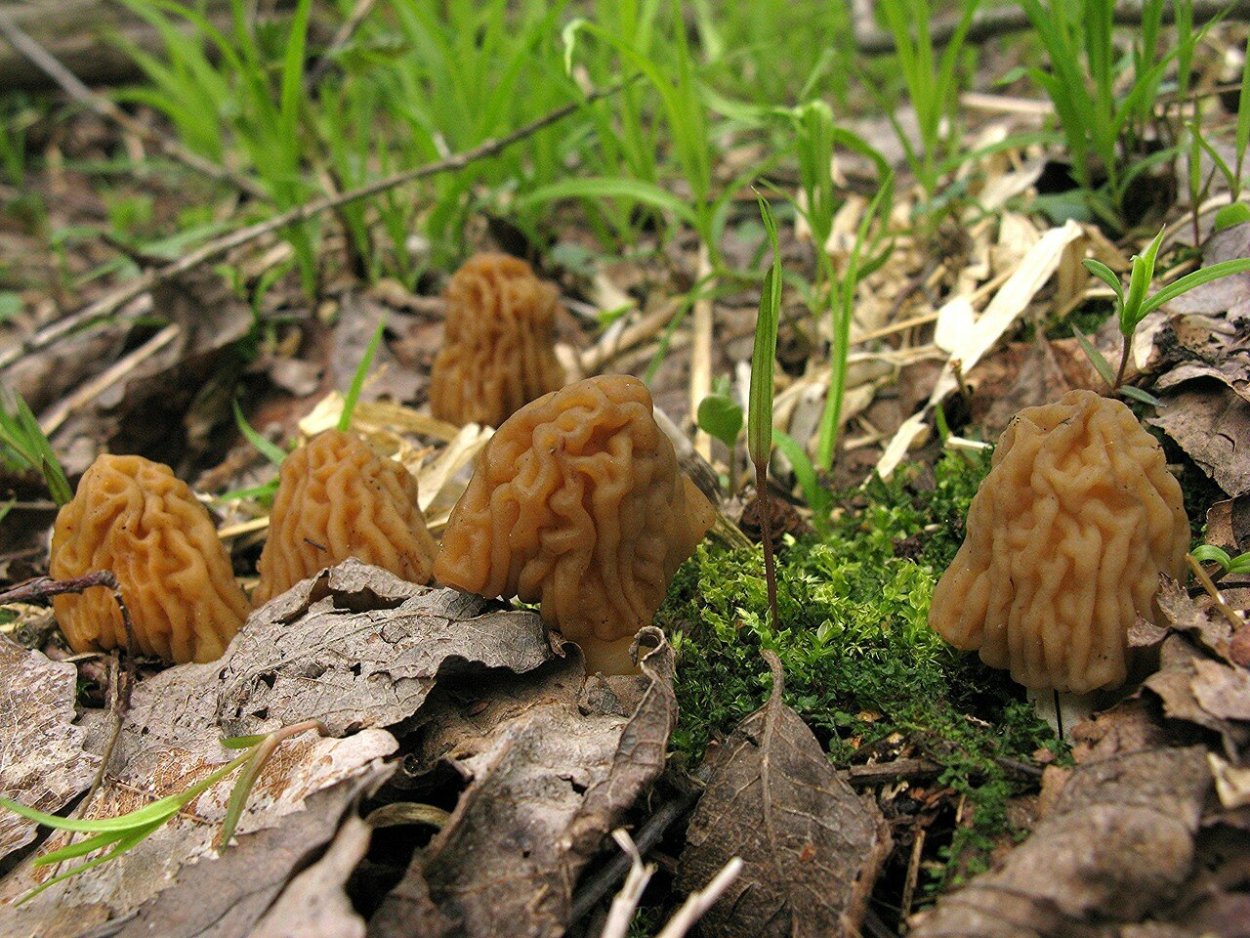 Шапочка сморчковая