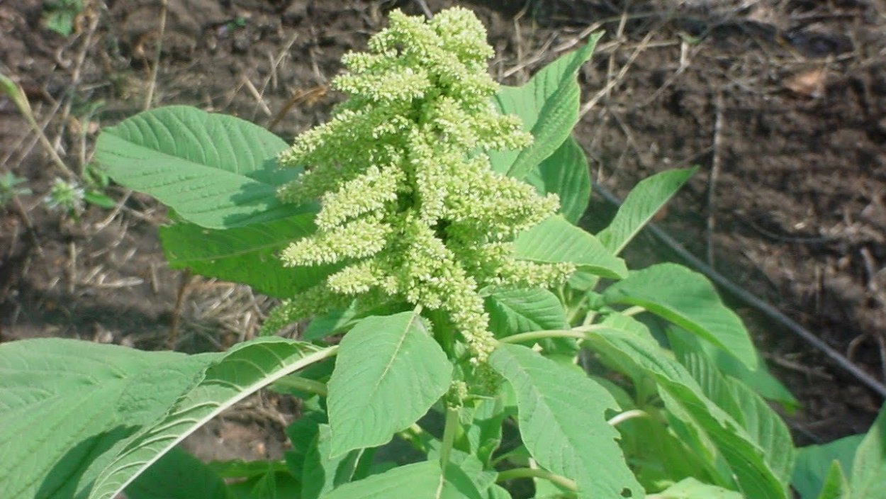 Щирица запрокинутая Amaranthus retroflexus