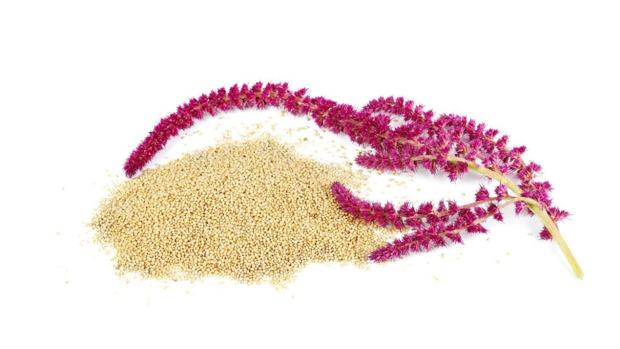 Щирица запрокинутая Amaranthus retroflexus