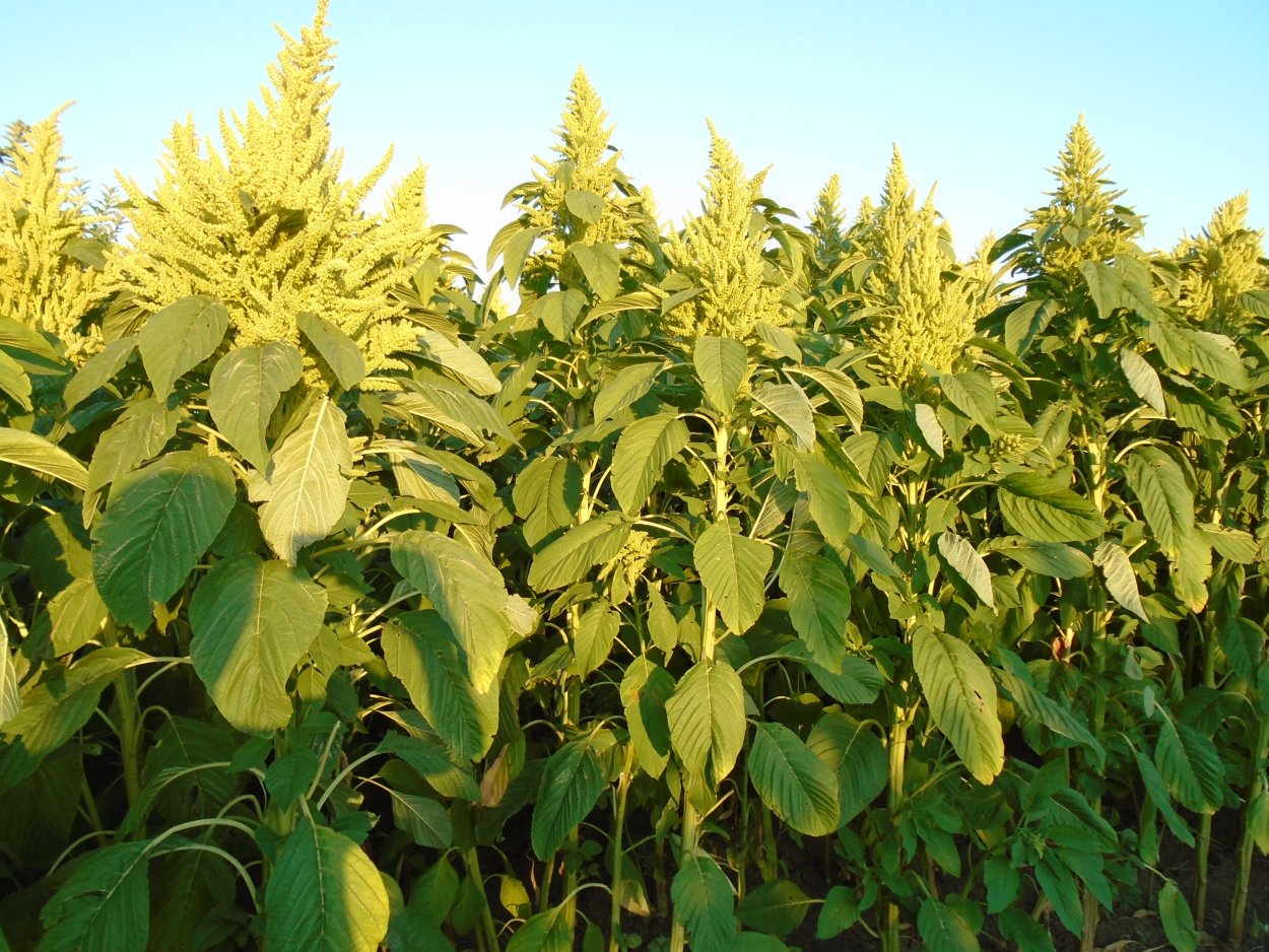 Щирица запрокинутая (Amaranthus retroflexus l.)