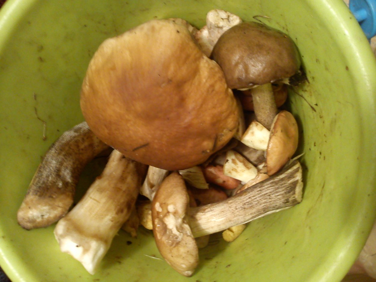 Гебелома Тополевая