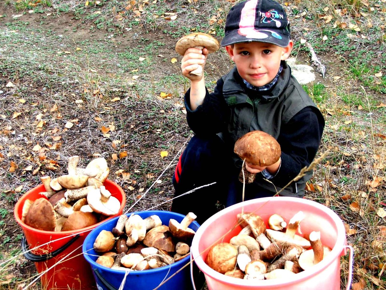 Валуй (Russula Foetens)