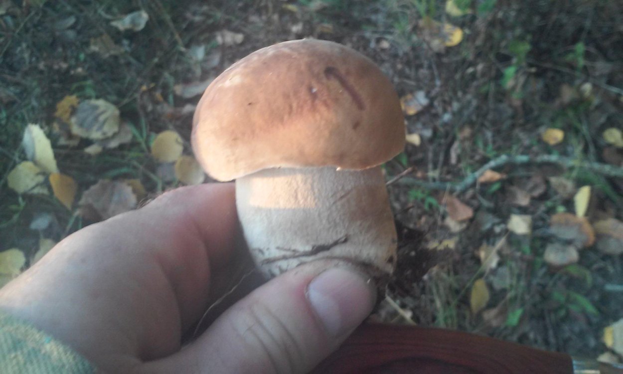 Съедобные грибы Астраханской области