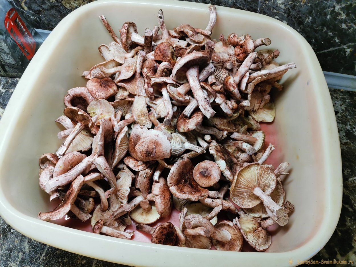 Мушрум гриб