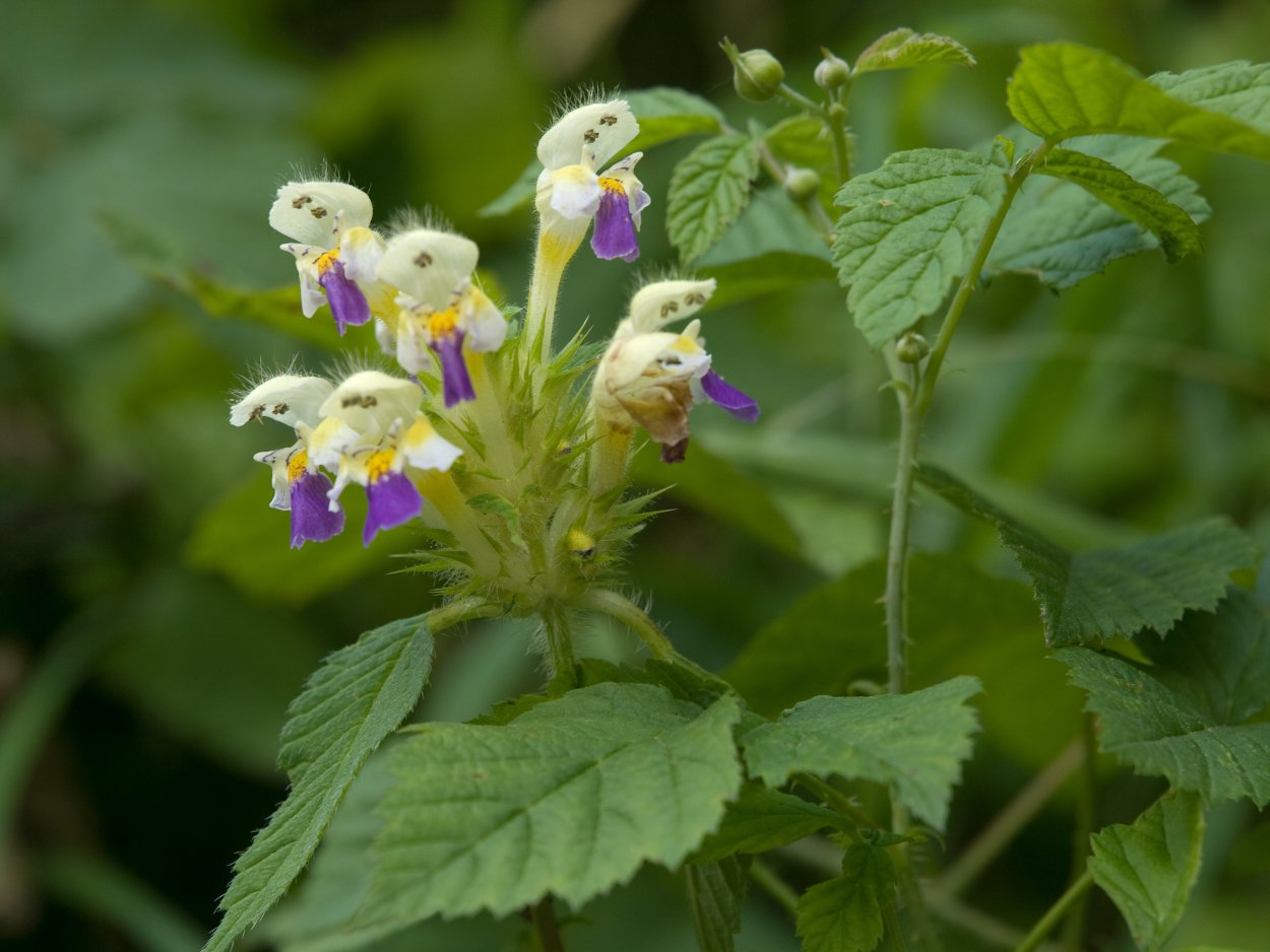 Galeopsis в природе