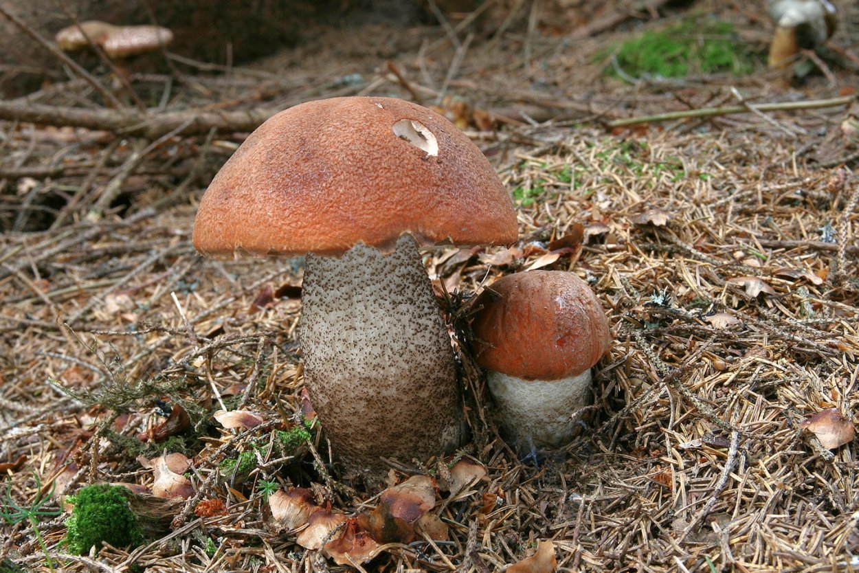 Гриб как член растет