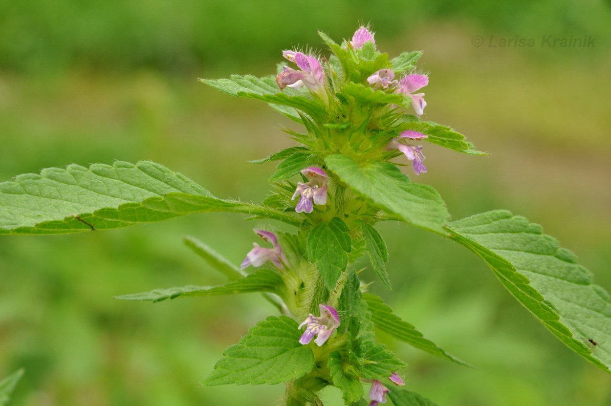 Galeopsis tetrahit