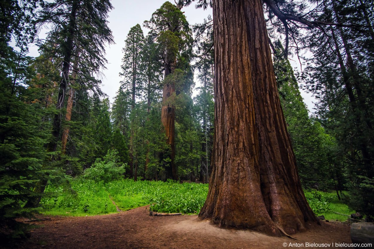 Секвойя кедр