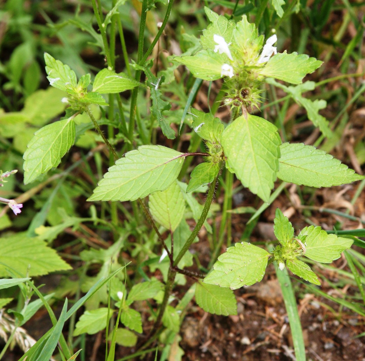 Galeopsis speciosa