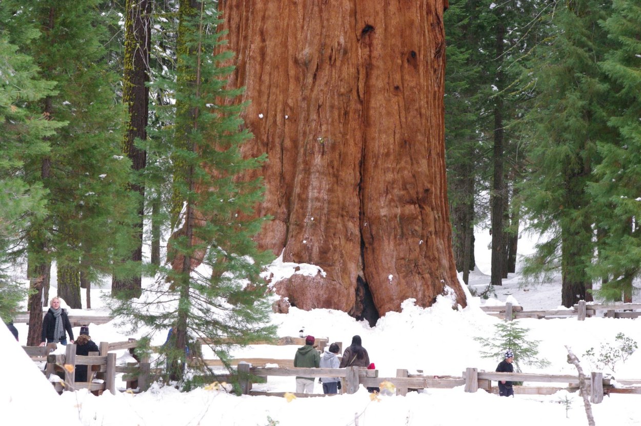 Секвойя президент в национальном парке Секвойя США