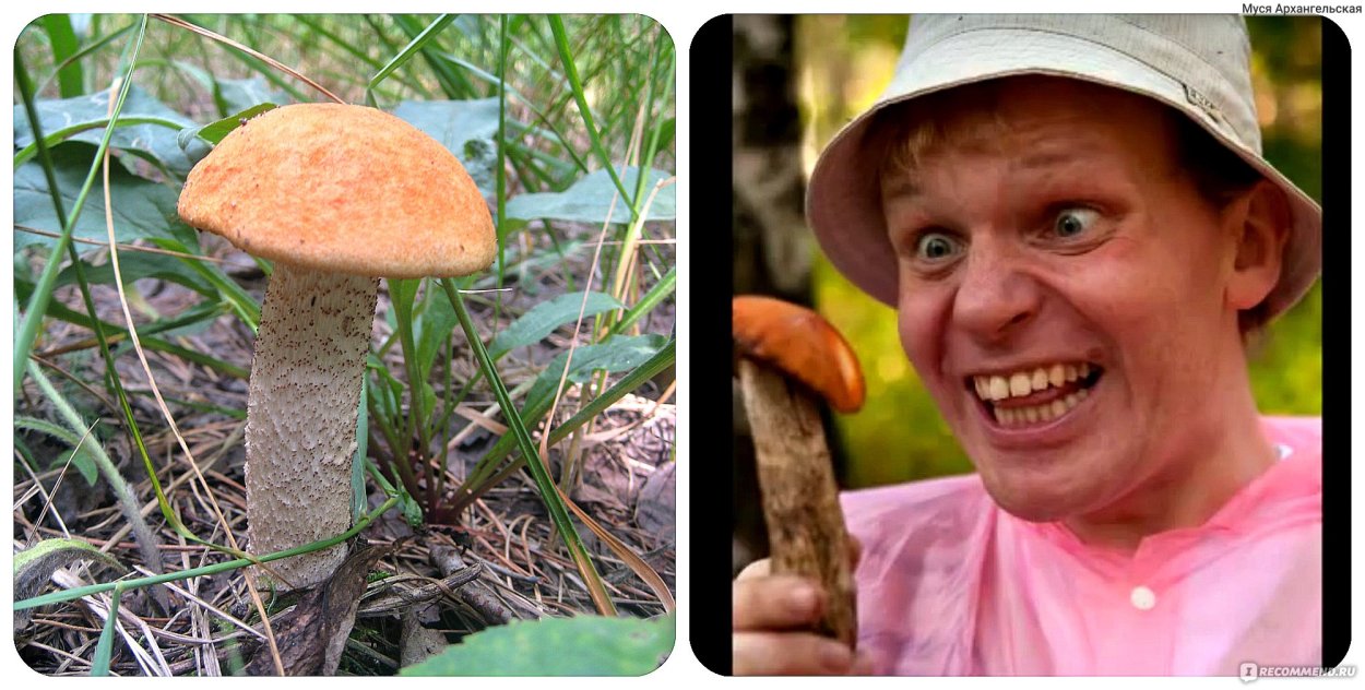 Веселые опята