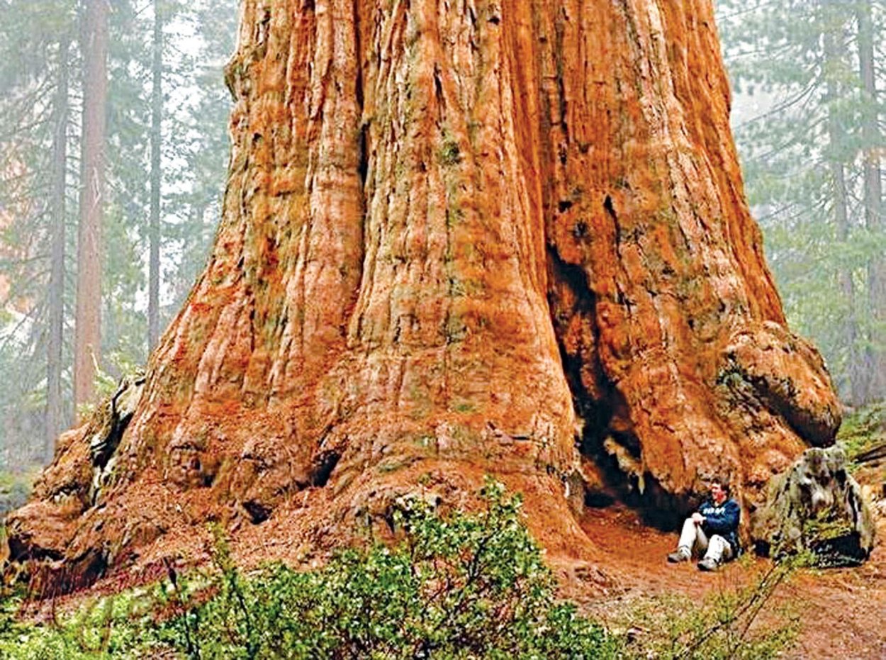 Гигантская Секвойя генерал Шерман