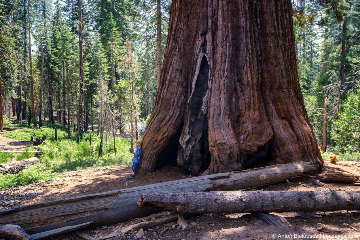 Калифорнийская Секвойя Гиперион