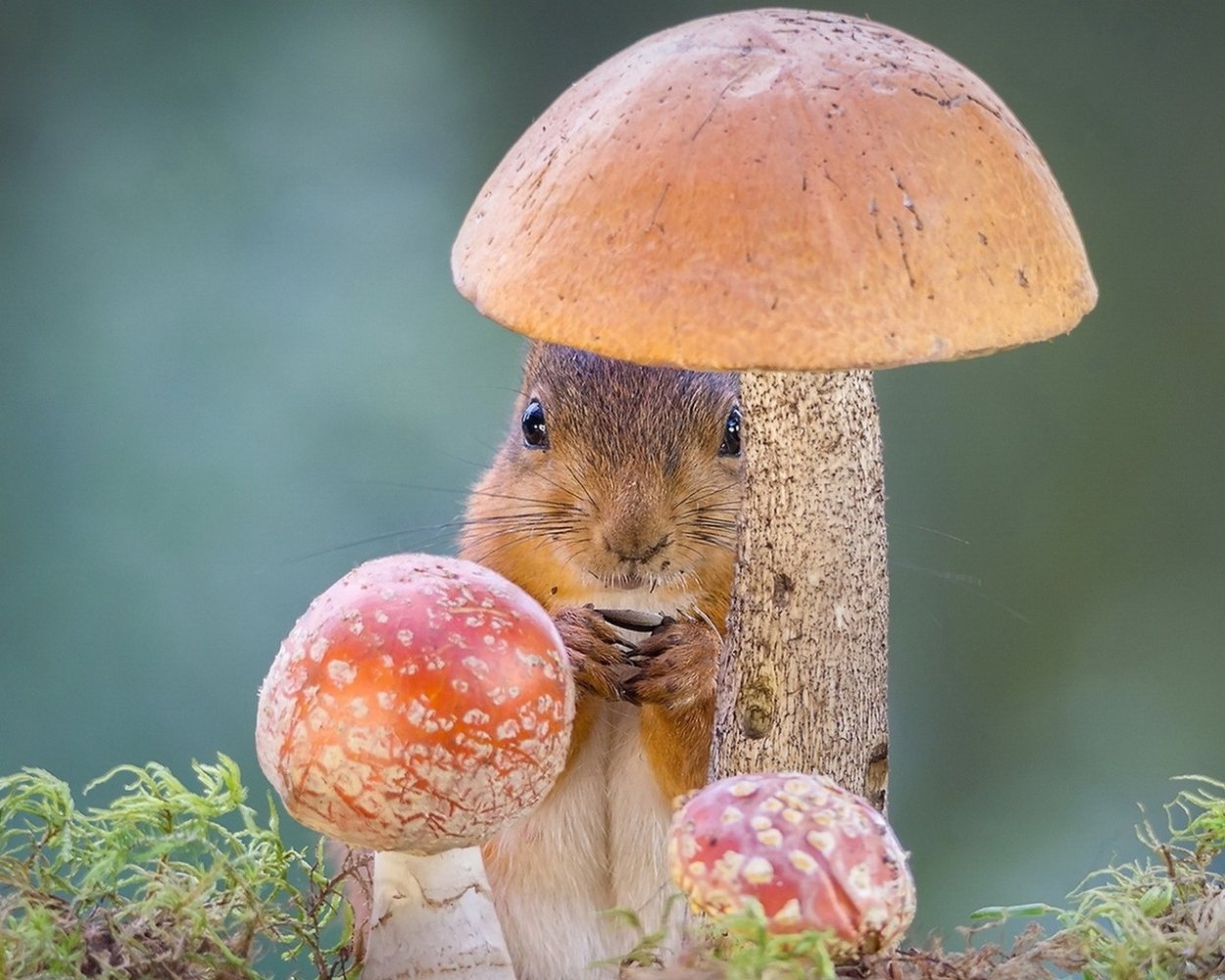 Грибы Чернобыля гигантские