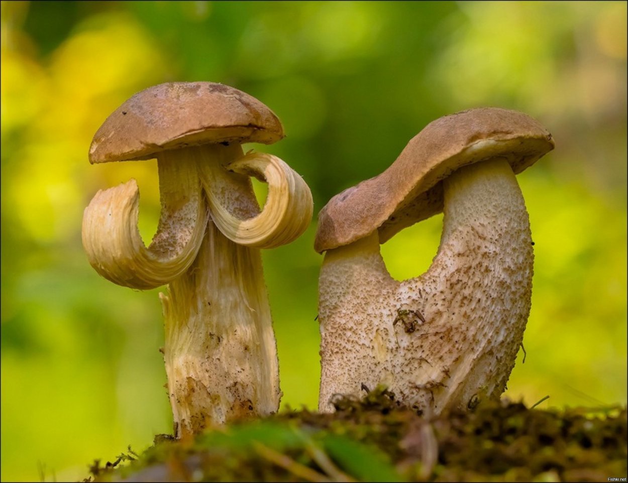 Самые смешные грибы
