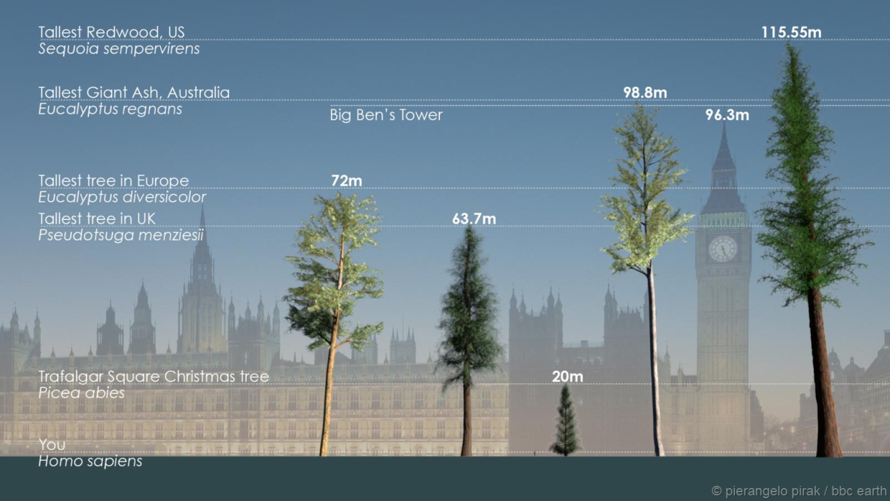 Гиперион дерево сравнение