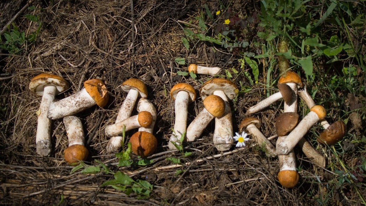 Человек мухомор