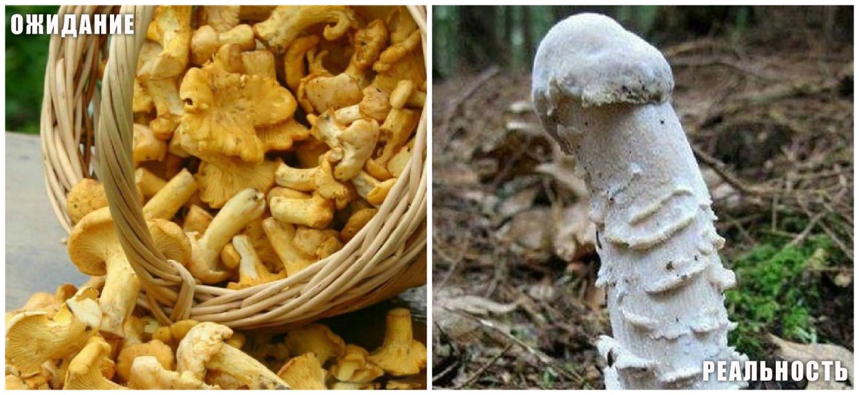 Шампиньон смешной арт рисунок