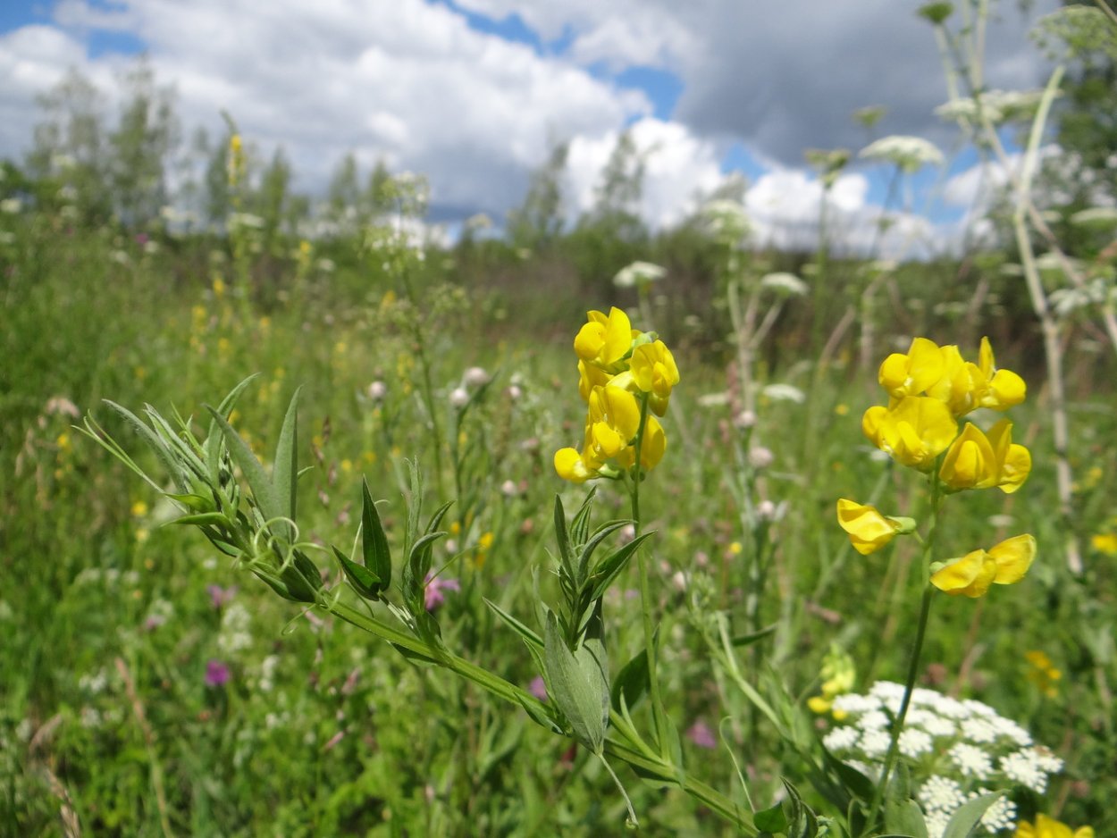 Чина Луговая (Lathyrus pratensis)