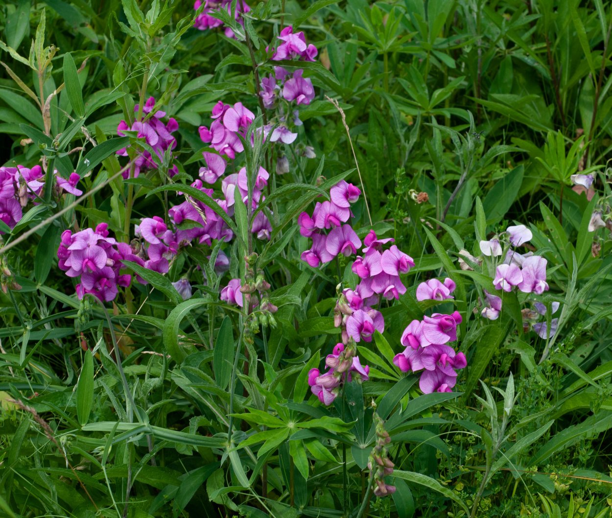 Lathyrus odoratus Windsor 420р.