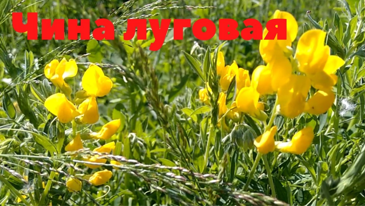 Лужайка с одуванчиками