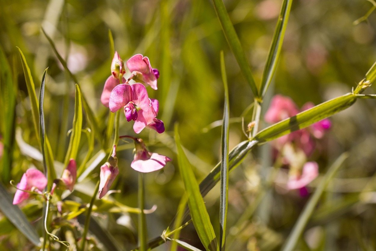 Lathyrus heterophyllus