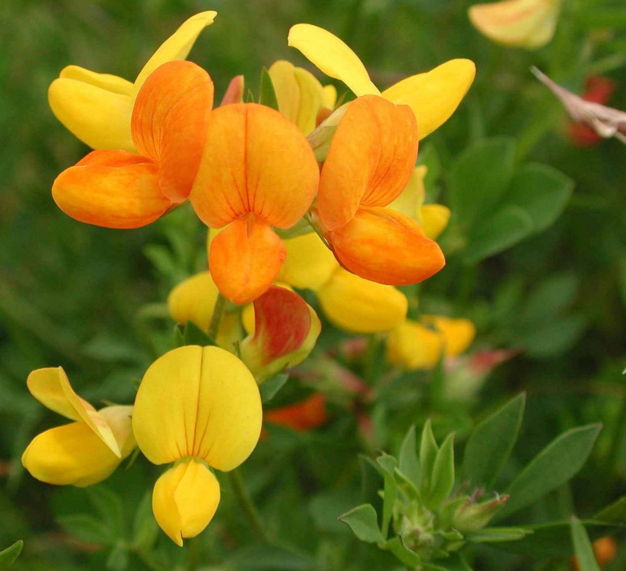 Лядвенец рогатый Lotus corniculatus