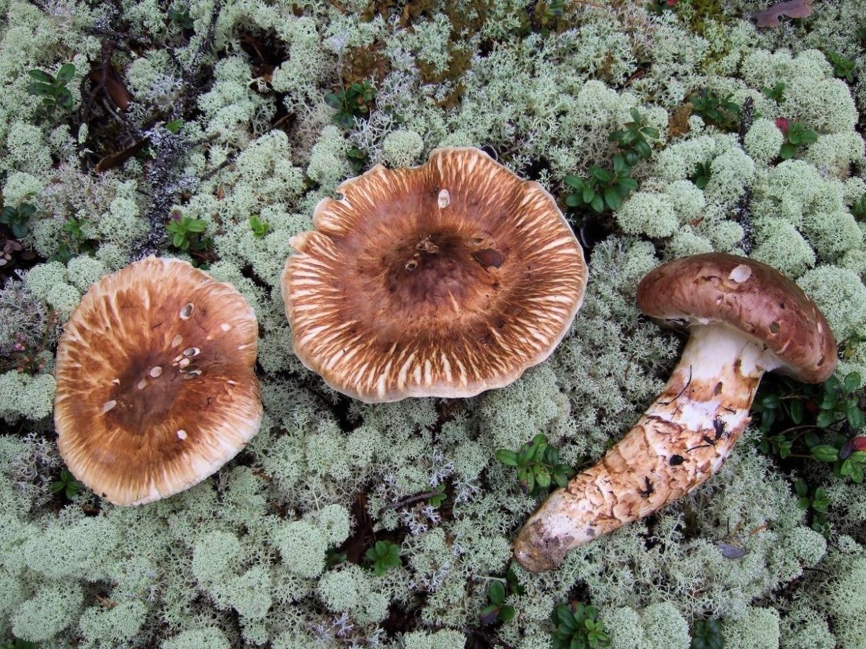 Гриб Tricholoma Matsutake