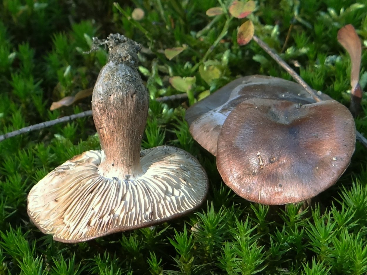 Tricholoma caligatum