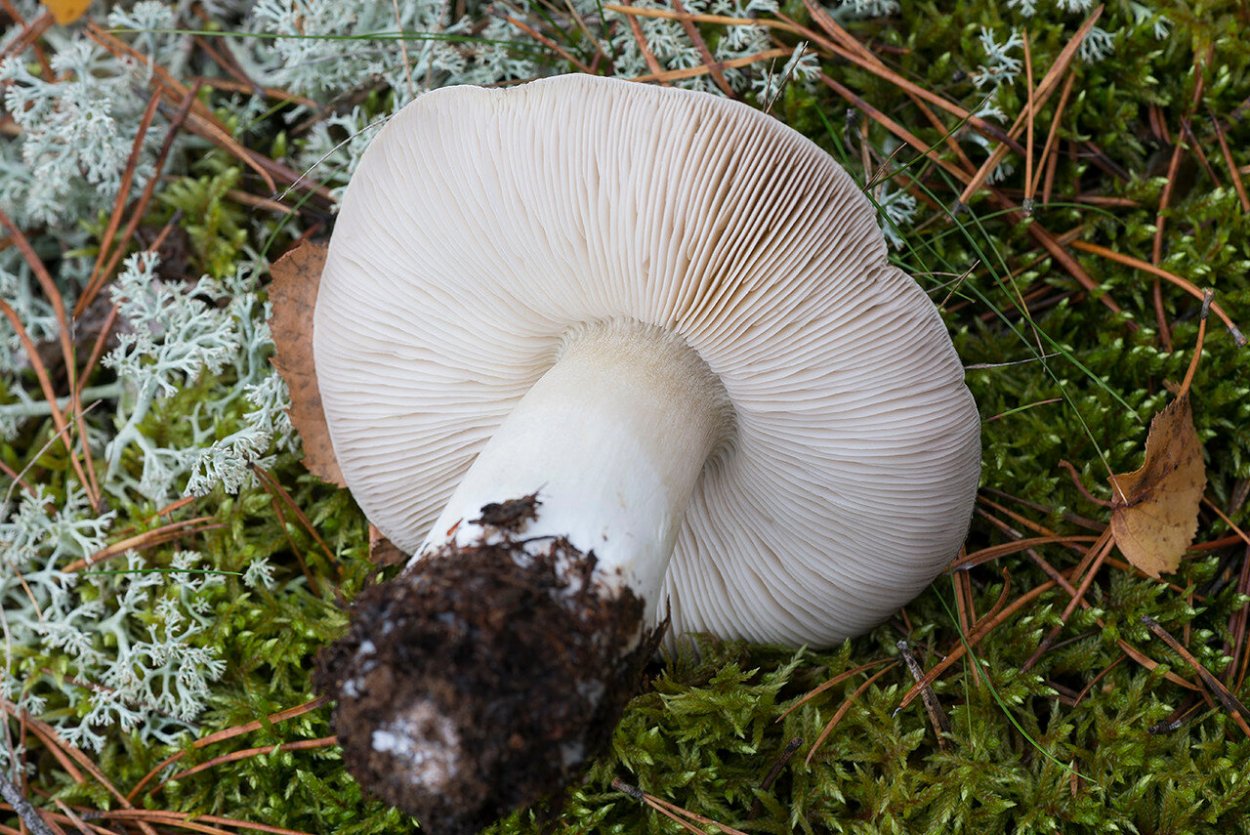 Рядовка штриховатая (Tricholoma portentosum).