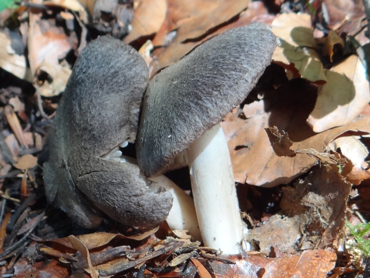 Tricholoma atrosquamosum