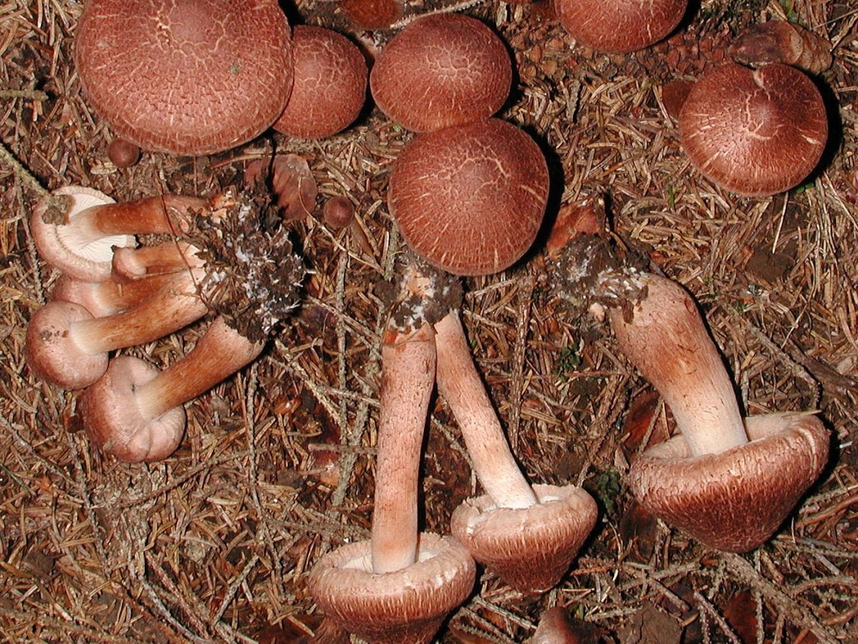 Tricholoma gausapatum