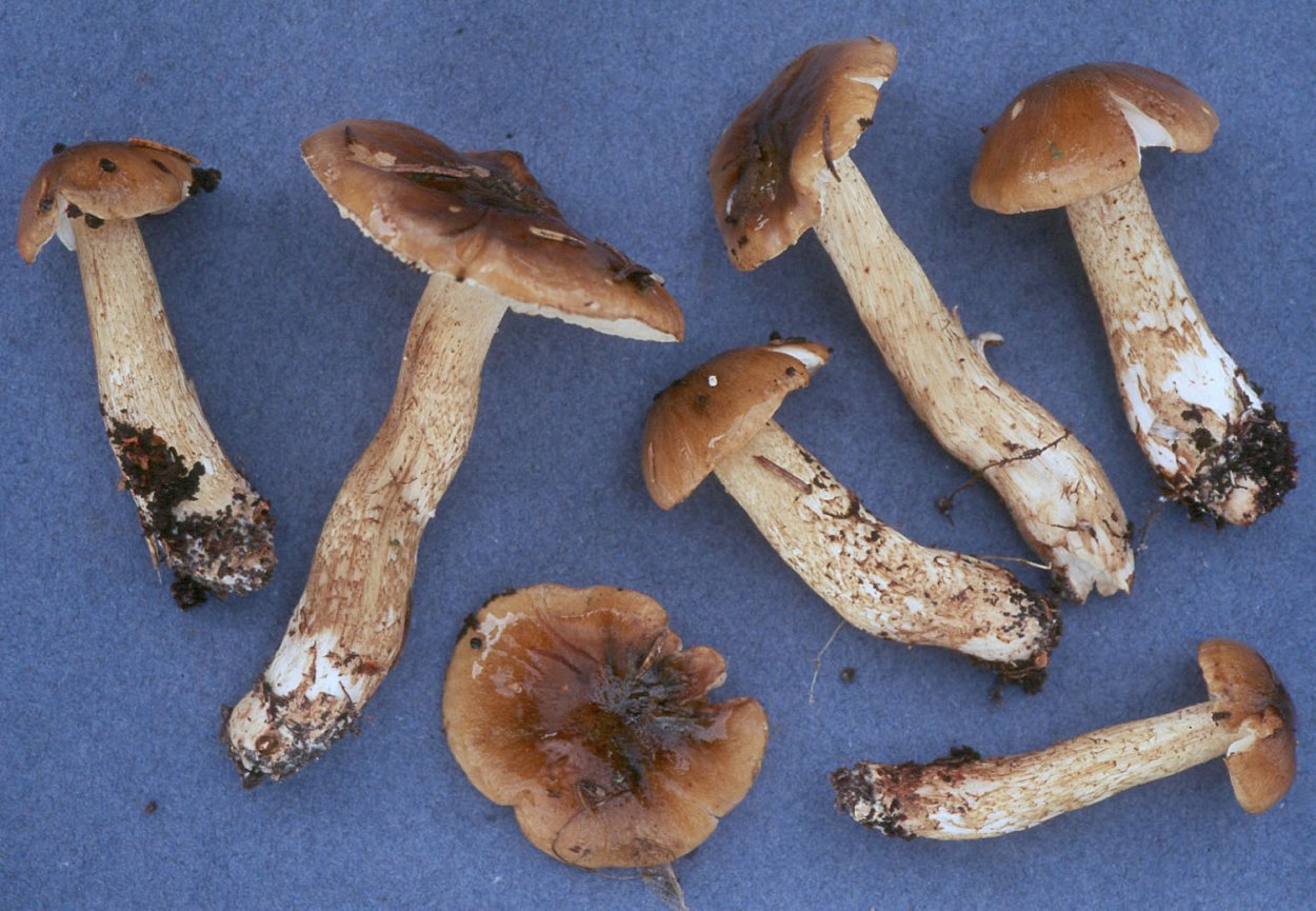 Рядовка надломленная Tricholoma batschii