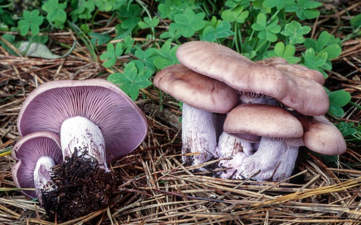 Lyophyllum loricatum