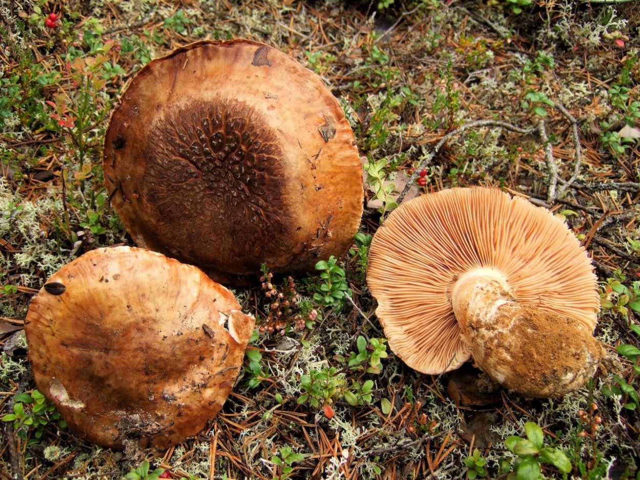 Груздь бахромистый Lactarius citriolens