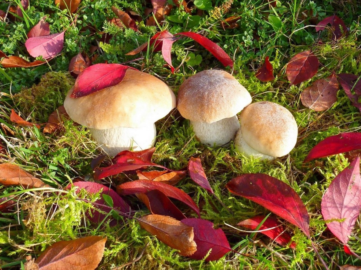 Зеленушка (Tricholoma equestre)